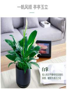 宁波余姚盆景租摆，让你的环境瞬间焕发生机活力