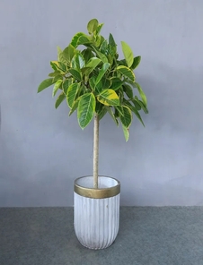 必知！宁波北仑绿化修剪方案，为城市增添一抹绿